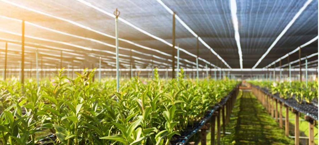 Oregon’s Greenhouse and Nursery Industry